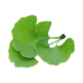 Ginkgo Biloba Extract