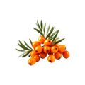 Sea Buckthorn Extract