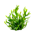 Veg DHA