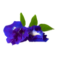 Butterfly Pea Extract