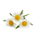 Camomile Extract