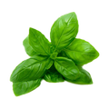 Holy Basil Extract
