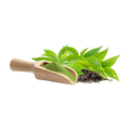L Theanine